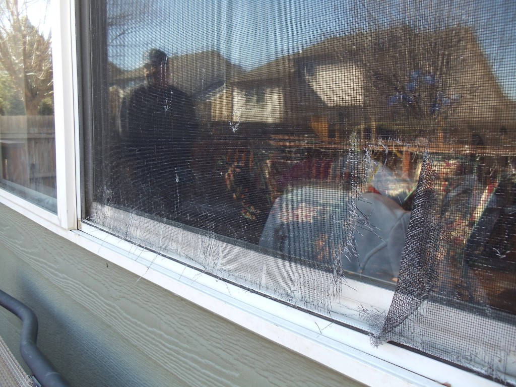 window repair denver